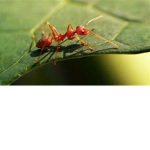 ants epicc