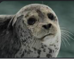 Seal pack.