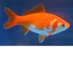 GOLD OF FISH!