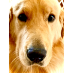 DIEGO is my dogooo