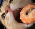 Snailstudios.wcue