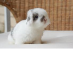 Amazing Bunny Club