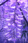 Garden of Wisteria