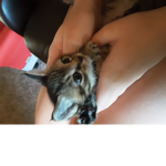 The Parecore and Kitten Group