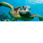 We support the turtles