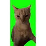 Filming warrior cats