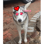 Wolfie king