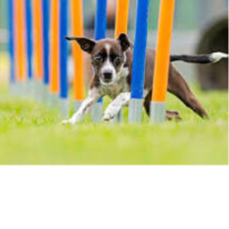 Agility dog obby