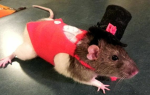 The Hansome Rats