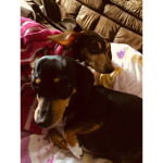 Sunset_Puppies