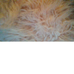 Fluff :3