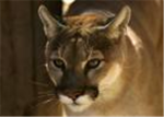 cougars