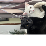I love these kitties