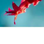 lilly flower