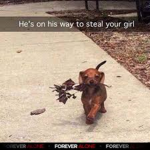 steal ur gurl