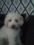 Benny puppy boos