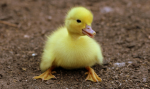 Ducky world.