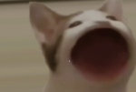 팝캣 좋아