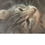 Coo coo cat