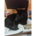I gattini neri