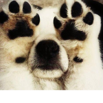 Pawshop productions :P