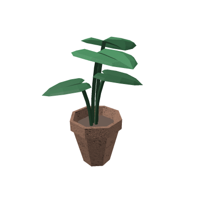 Monstera Plant