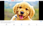 Doggy people!