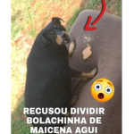 Angolinos Conection