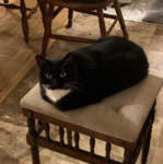 Fur/Teddy's group