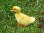 Fresh duck cut