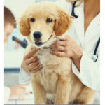 Vet keeper
