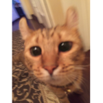 bakedbeanzz