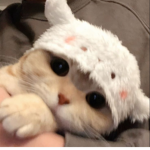 Adorable_cats