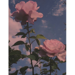 Aesthetic Stars:D