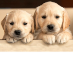 DOGGO PALACE (ALL JOIN PLS)