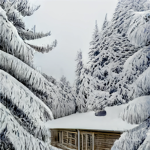 The Calm, Snowy Cabin And Forest