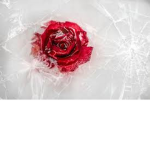 IcedRose Furries