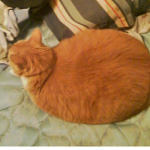 cat loaffff gang