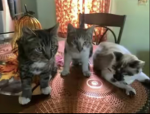 Adopt a cute cat
