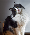 Good___cats
