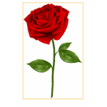 Maddi’s Roses