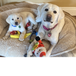 Team Dogs 4 Ever