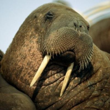 Walrus Simulator (Alpha)
