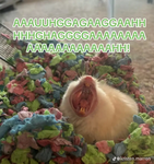 -Tiny little chrubs-