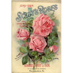 Strawberry Roses