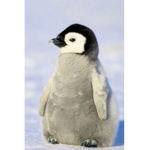 The ixey penguins