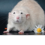 Fat rat group <3