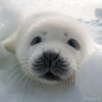 seal globe