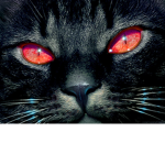 Dark Kitty Cats