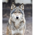 Wolf light